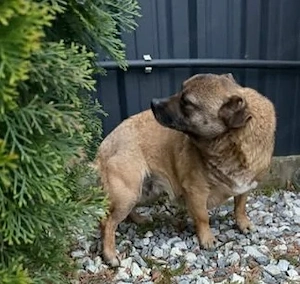 Traurige Mini-Wally - musste ihr Zuhause verlassen  Bild 7