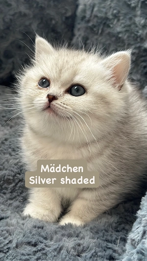 BKH Kitten *Abgabebereit*