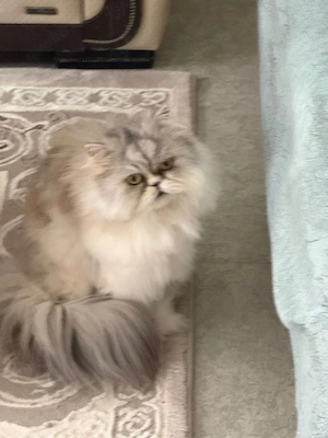 2 Perserkatzen 