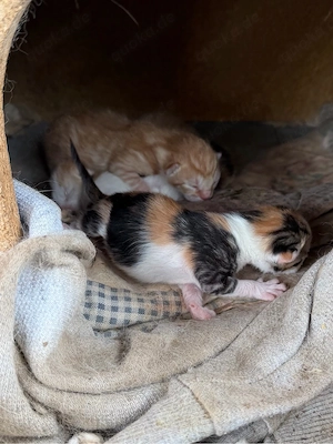 Kitten Babys