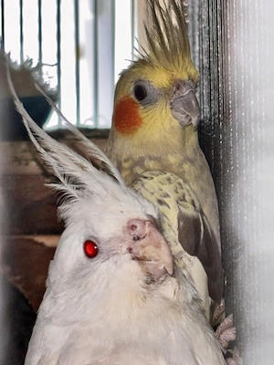 schweren herzen nymphensittiche abzugeben  Bild 3