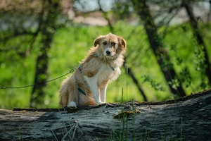 Roxy - eine sensible Begleiterin