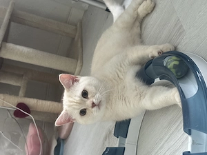 BKH Deckkater 