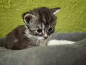 Maine Coon Kitten 
