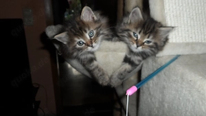 Main Coon Mix Kitten aus Privatem Haushalt Karlsruhe