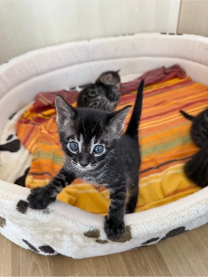 reinrassige Bengalkitten abzugeben 