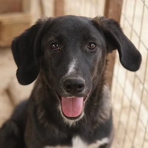 Freyja, geb. ca. 05 2023, lebt in GRIECHENLAND, im städt. Tierheim Serres 