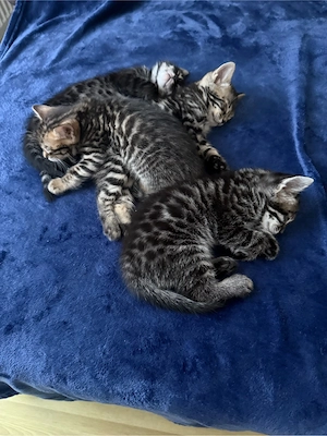 reinrassige Bengalkitten abzugeben 