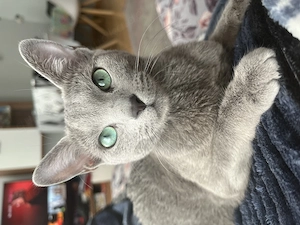 Wunderschöne Russisch Blau Katze in liebevolle Hände abzugeben 