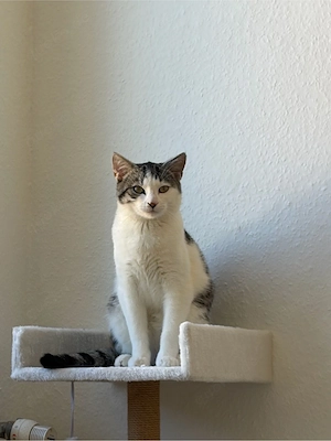Europäische Kurzhaarkatze lieb, gesund und verspielt sucht neues Zuhause
