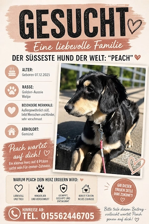 Peach sucht ihre Familie