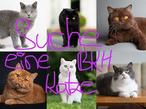 Suche eine BKH Kater 