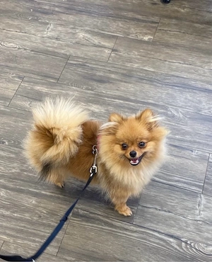 Pomeranian Welpe Zwergspitz