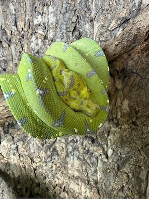 Morelia Viridis mit Terrarium 