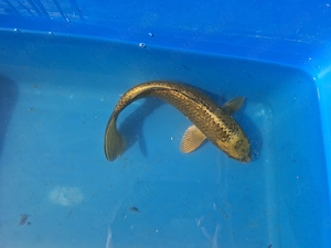 Koi Gold Bronze Braun ca. 35cm
