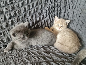 Süße bkh Katzen suchen ein liebevolles Zuhause 