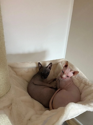 2 vierjährige Nacktkater suchen Neues zuhause 