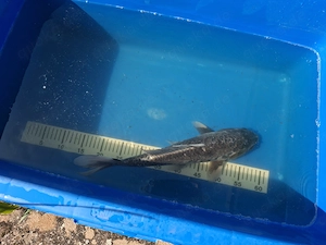Koi Schwarz Silber Weiß ca. 45cm