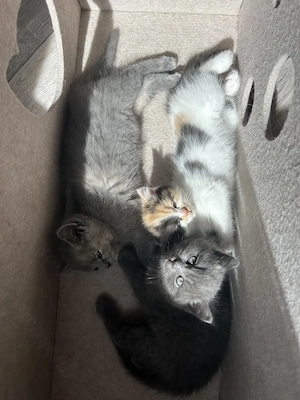 Babykatzen abzugeben