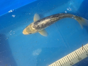 Koi Weiß Schwarz ca. 35cm