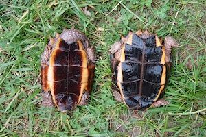 1 Pärchen Zackenerdschildkröten Geoemyda spengleri