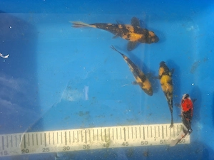 Japan Koi Utsuri & Otsaku 10-20cm