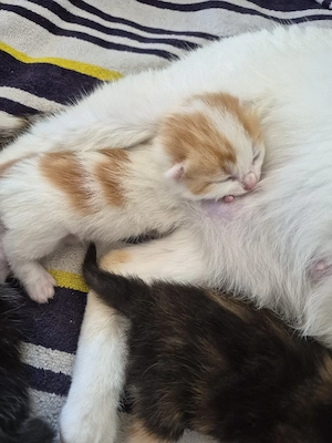 BKH-Maine Coon Mix  