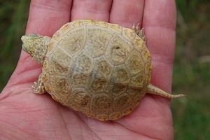 5 Europäische Sumpfschildkröte Emys orbicularis Albino