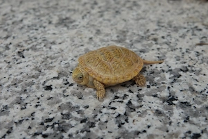 5 Europäische Sumpfschildkröte Emys orbicularis Albino