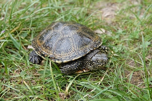 Weibliche Europäische Sumpfschildkröte Emys orbicularis 5 Jahre alt