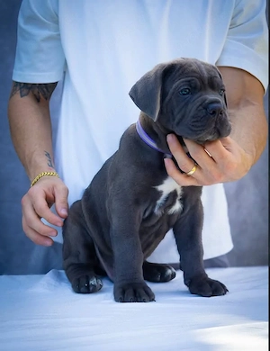 Cane Corso Welpe abzugeben Bild 2