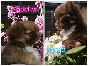 Chihuahua Welpen reinrassig 