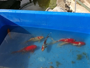 Sarasa, Shubukin und gelbe Goldfische