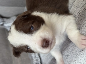 Border Collie Welpen 