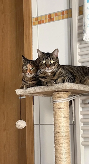 Nala und Simbach suchen dich  