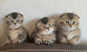 Wunderschöne Baby Kitten mit goldenem Fell suchen ein liebevolles Zuhause 