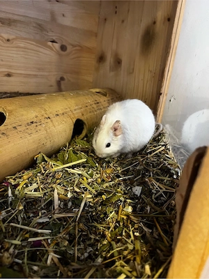 3 Degus (w) sind auf der Suche nach einem neuen Zuhause