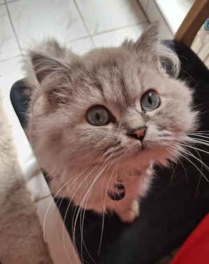 Wurfankündigung: Ragdoll Kätzchen