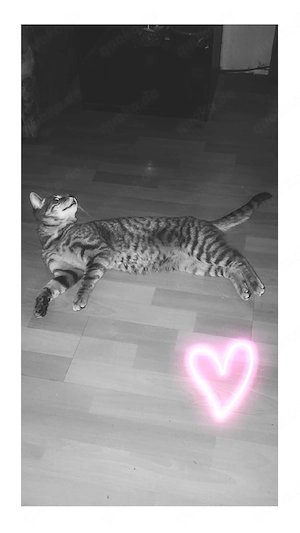Kater in liebe vollen Hände abzugeben 