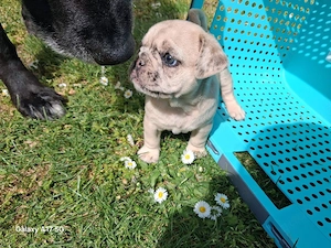 mops mischling weibchen