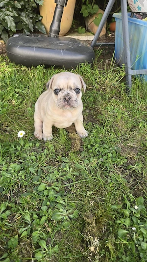 mops mischling weibchen