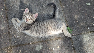 Baby Katzen