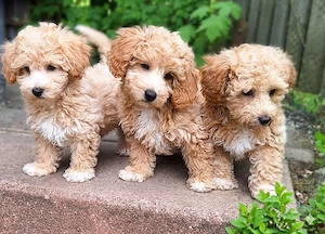 Maltipoo Welpen Stammbaum Mama und Papa