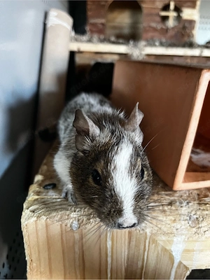3 Degus (m) suchen neues Zuhause