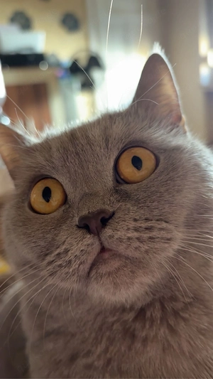 Bkh katze weibchen 