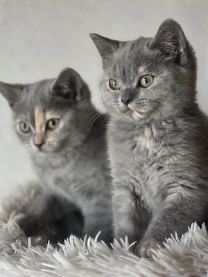  Zuckersüße BKH Kitten mit Stammbaum aus seriöser Zucht Bild 3