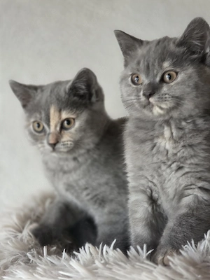 2 Zuckersüße BKH Kitten mit Stammbaum aus seriöser Zucht