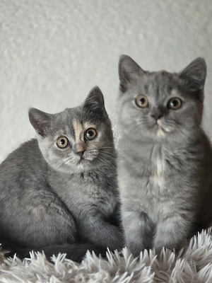  Zuckersüße BKH Kitten mit Stammbaum aus seriöser Zucht Bild 5