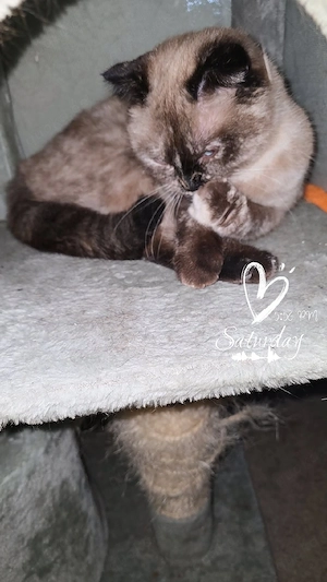 Weibliche Katze in liebe vollen Hände abzugeben  Bild 2