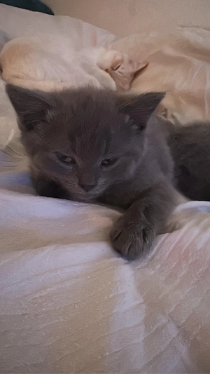 süsse kitten